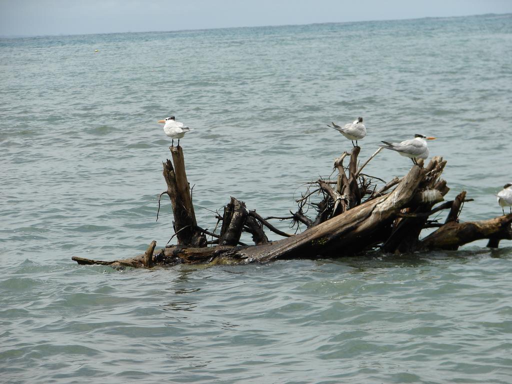 Babilonia Aparthotel Cahuita Bilik gambar