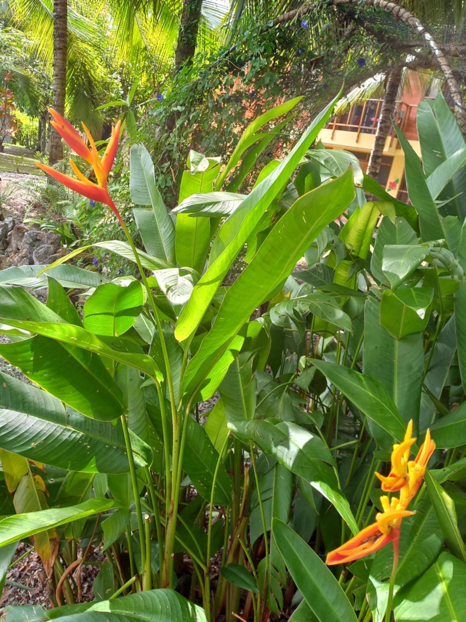 Babilonia Aparthotel Cahuita Luaran gambar