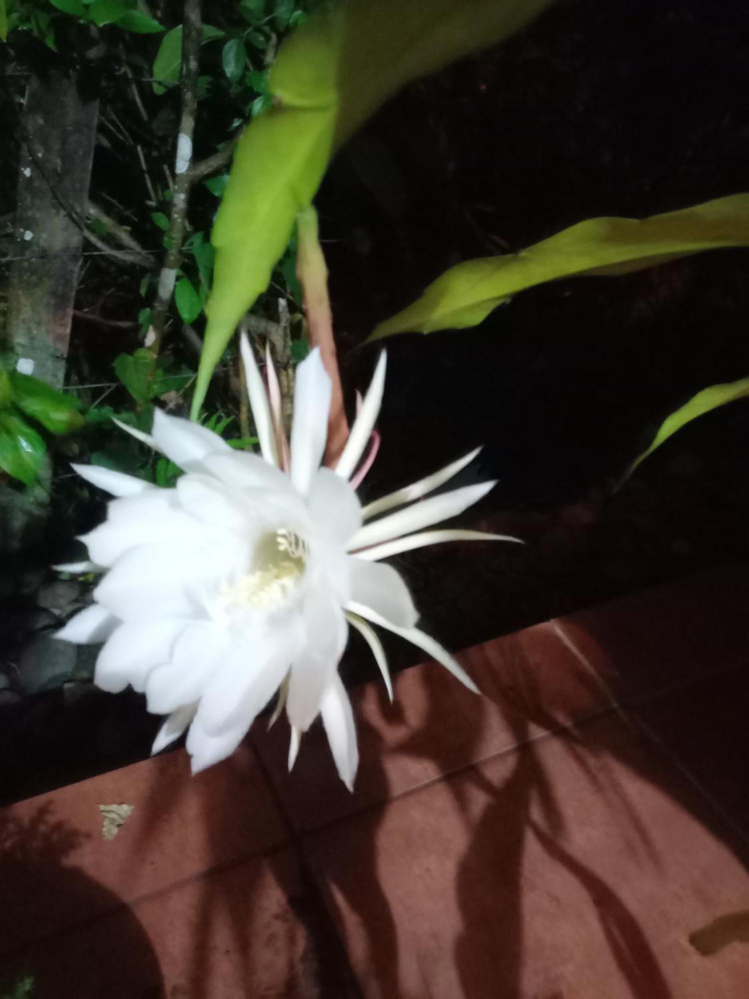 Babilonia Aparthotel Cahuita Luaran gambar