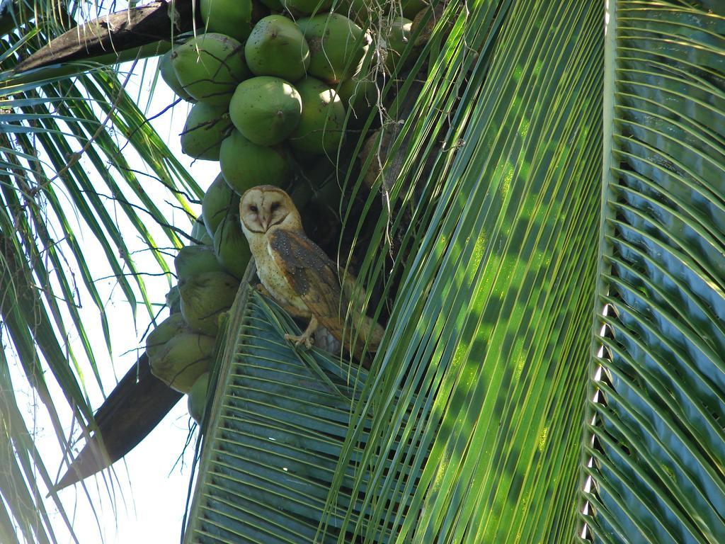 Babilonia Aparthotel Cahuita Luaran gambar