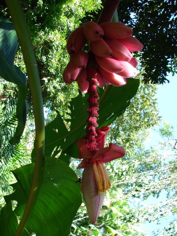 Babilonia Aparthotel Cahuita Luaran gambar