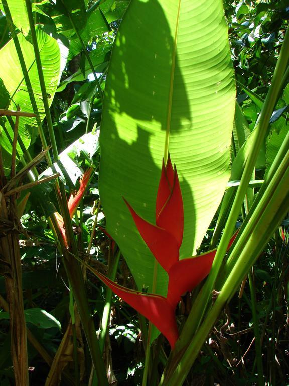 Babilonia Aparthotel Cahuita Luaran gambar