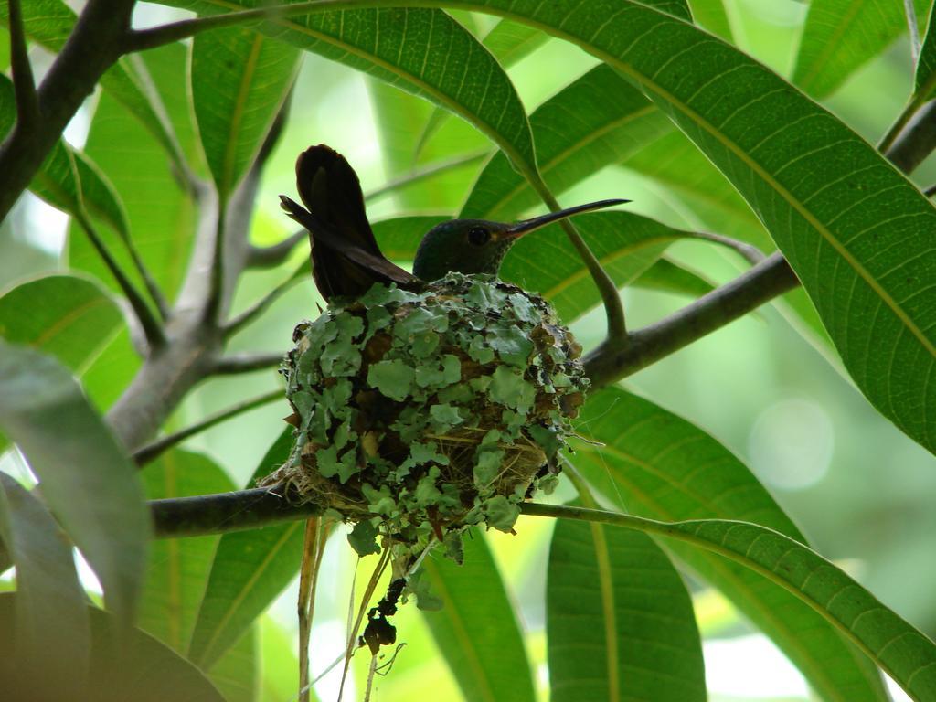 Babilonia Aparthotel Cahuita Luaran gambar