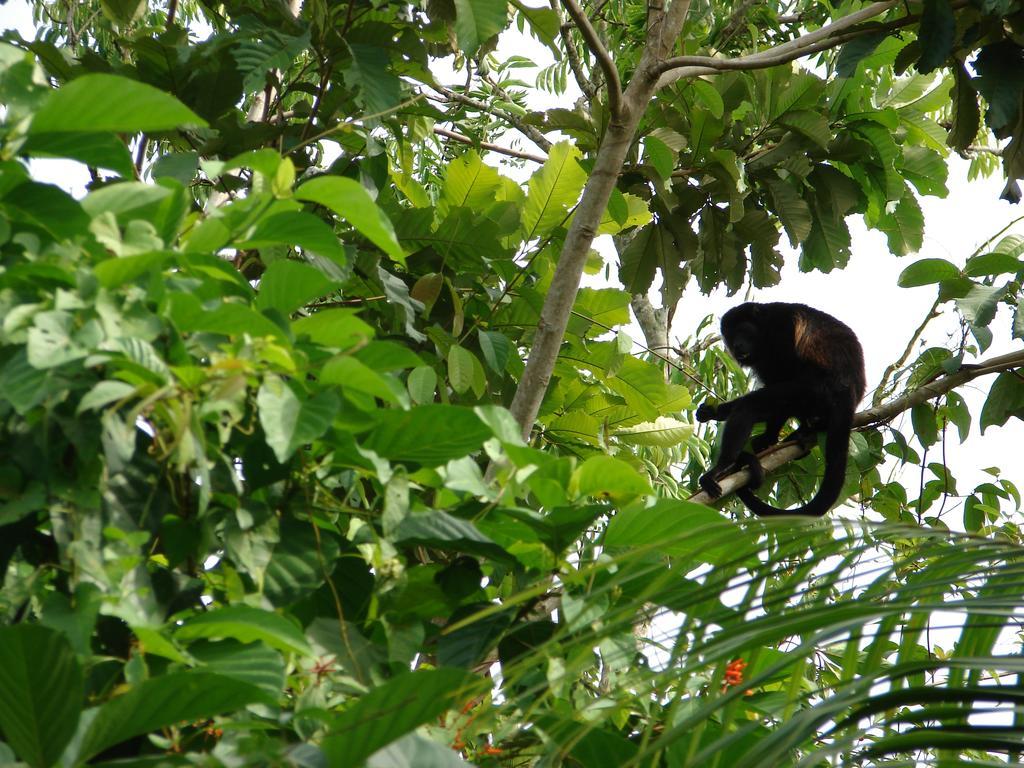Babilonia Aparthotel Cahuita Luaran gambar