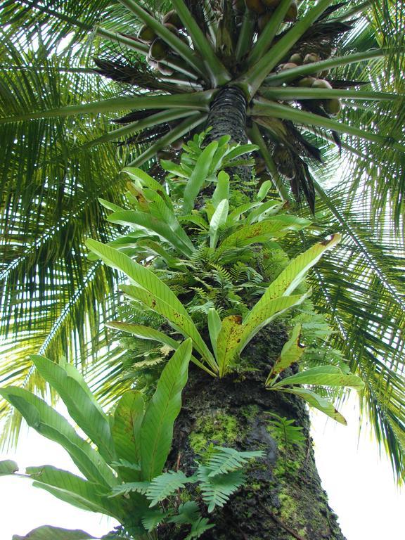 Babilonia Aparthotel Cahuita Luaran gambar